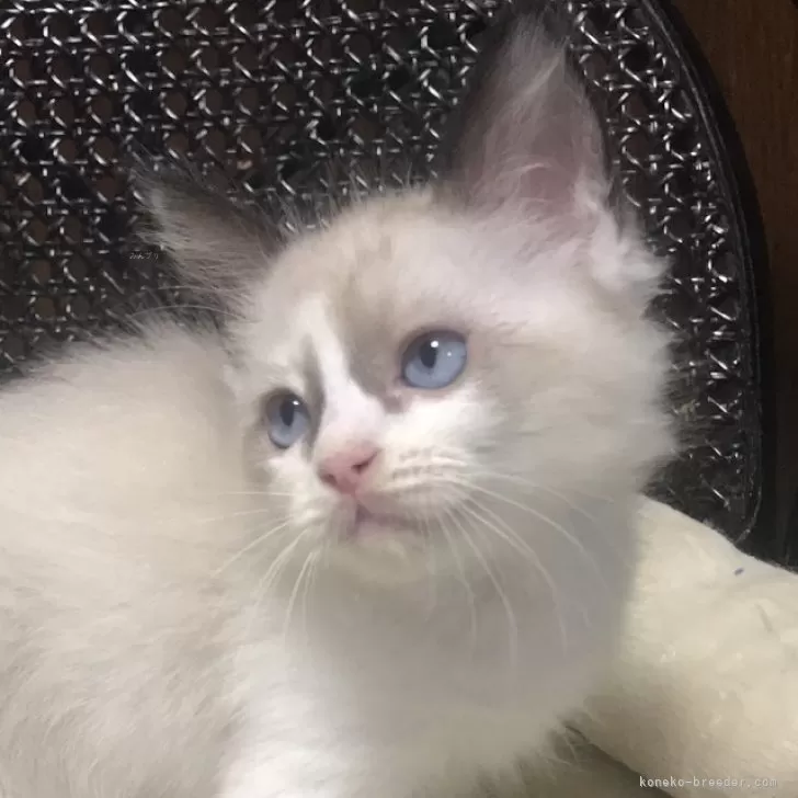 ID:2407-01442の子猫