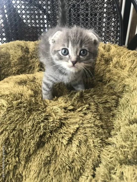 ID:2106-01417の子猫