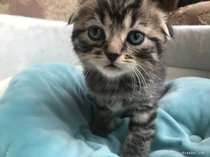 ID:2104-01092の子猫