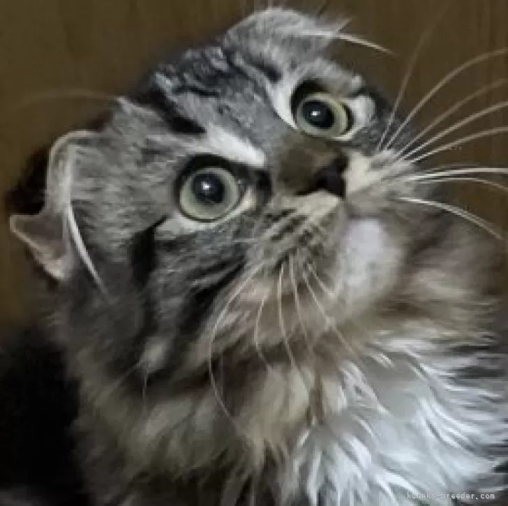 ID:2410-02879の子猫