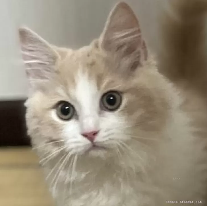 ID：2502-00442の子猫