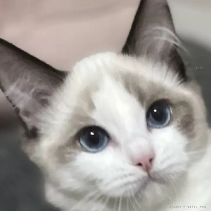 ID:2412-01535の子猫
