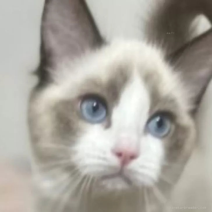 ID:2412-01536の子猫
