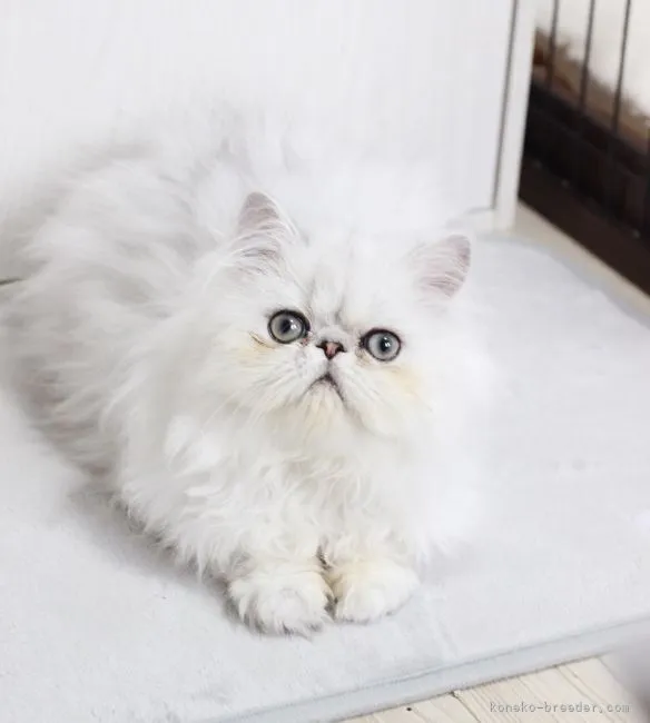 ID:2201-01374の子猫