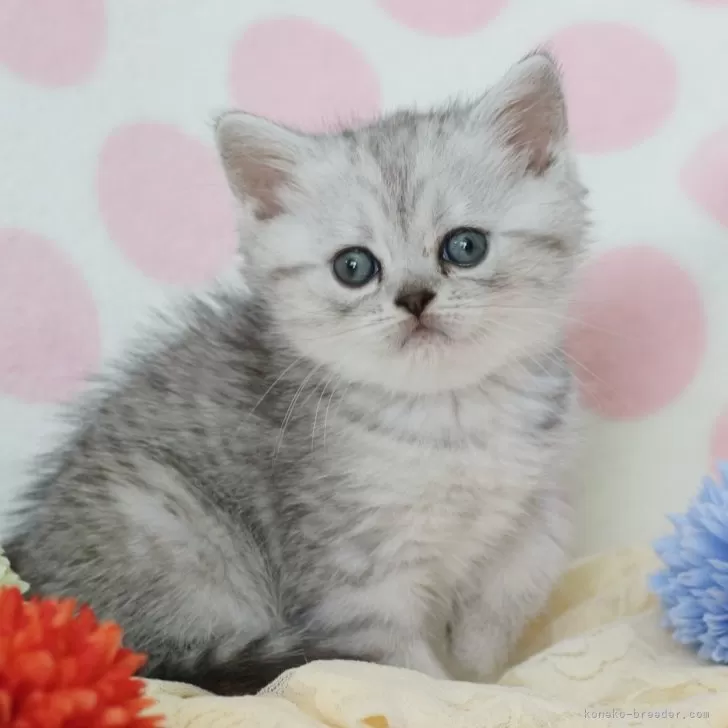 ID：2404-01450の子猫