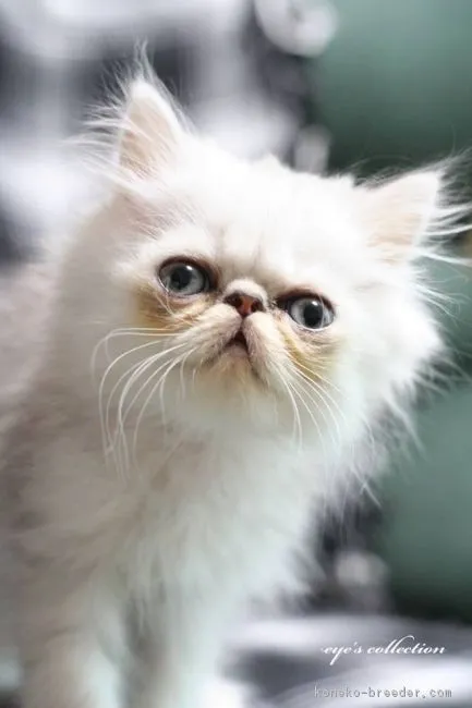 ID:1807-01284の子猫