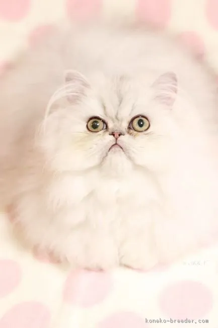 ID：1812-00654の子猫