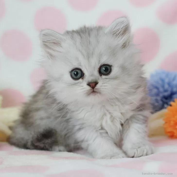 ID:2404-01452の子猫