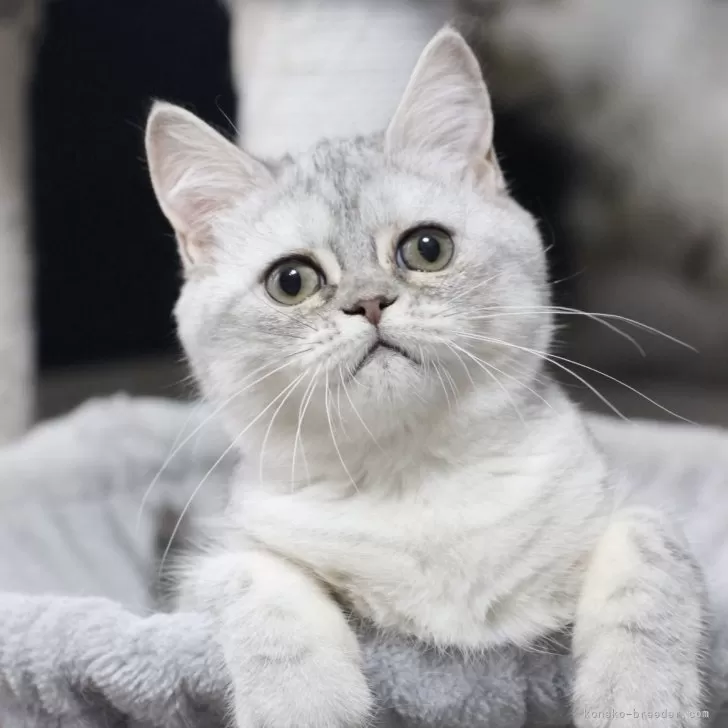 ID：2406-00070の子猫