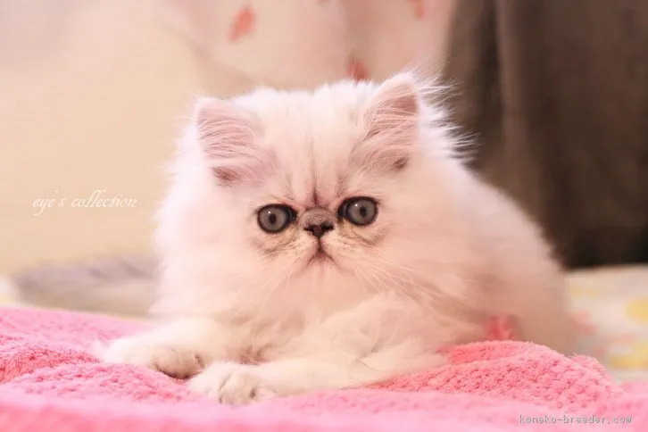 ID:1610-00750の子猫