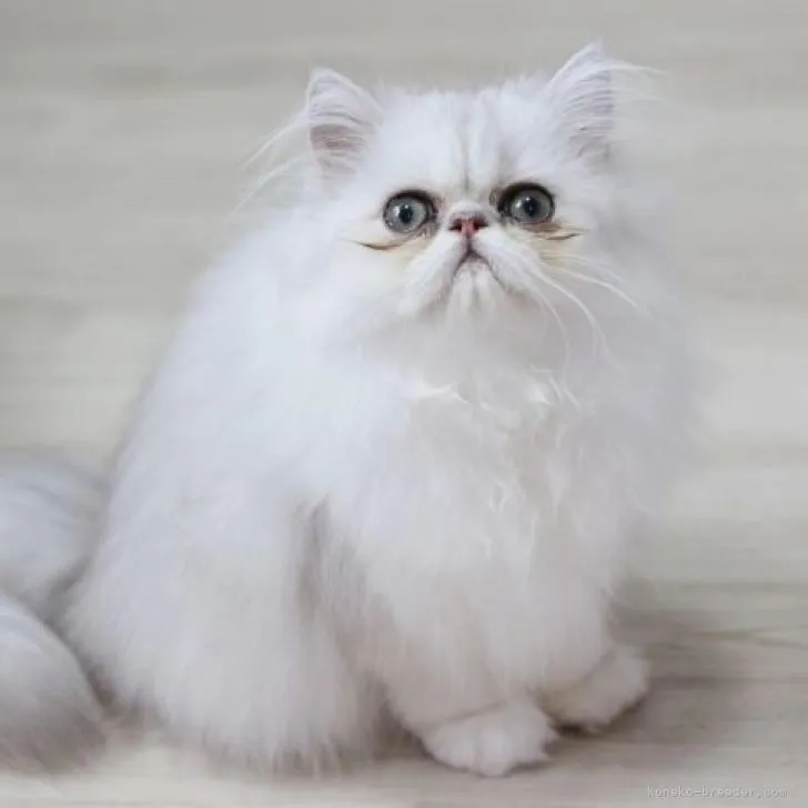 ID:2207-00412の子猫