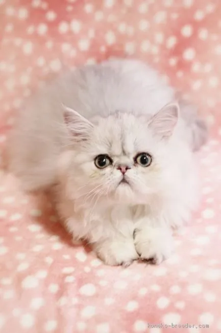 ID:1906-01122の子猫