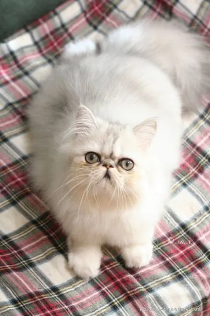 ID:1807-01286の子猫