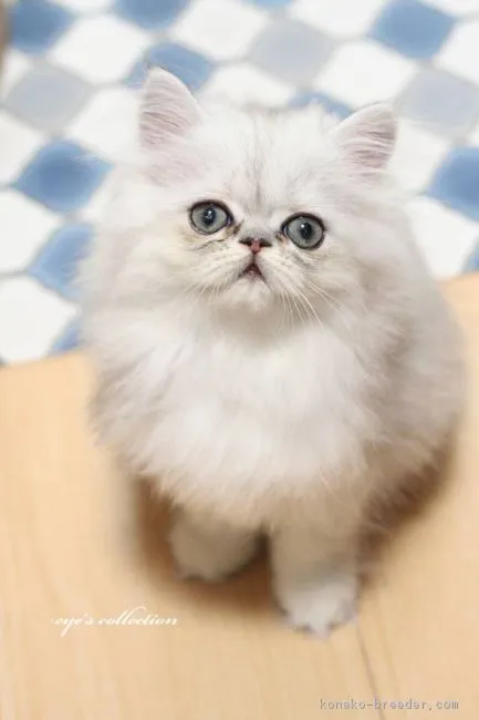 ID:1807-01283の子猫