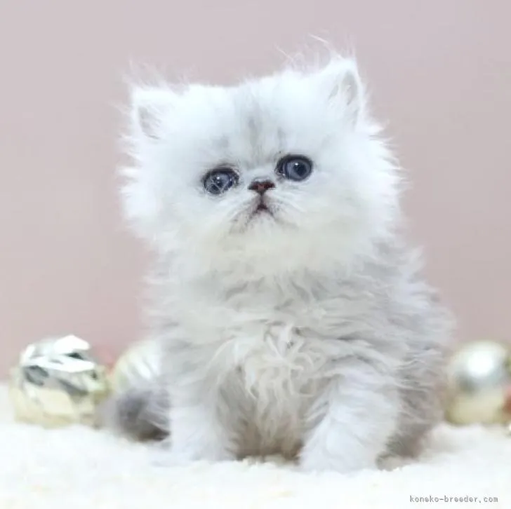 ID:2212-00604の子猫