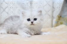 ペルシャ チンチラ の子猫を探す 専門ブリーダー直販の子猫販売 みんなの子猫ブリーダー