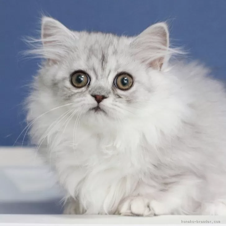 ID:2504-01748の子猫