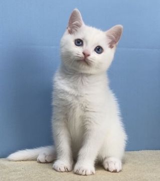 マンチカン(長足)【群馬県・男の子・2020年5月17日・ホワイト】の写真「丸顔のカワイイ男の子です:)」