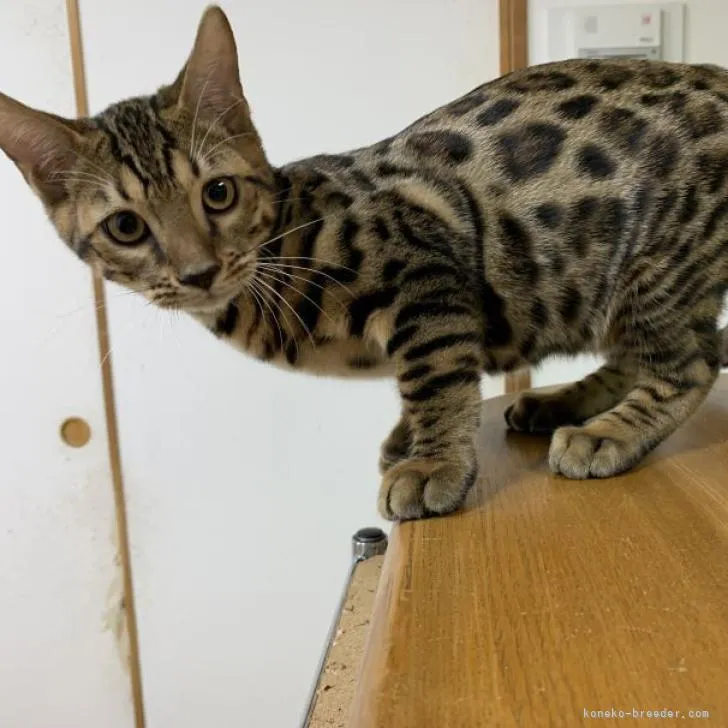 ID:2207-02624の子猫