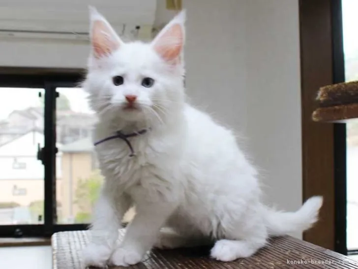 ID:2204-02113の子猫