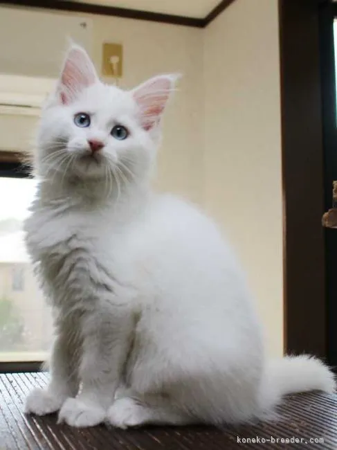 ID:2204-02025の子猫