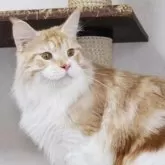 メインクーン