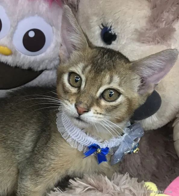 ID:2102-01031の子猫
