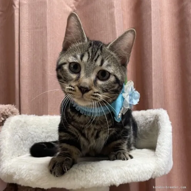 ID:2310-01340の子猫
