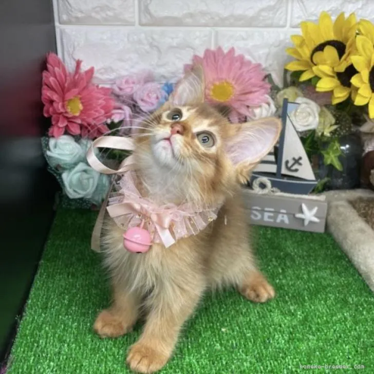ID:2207-01061の子猫
