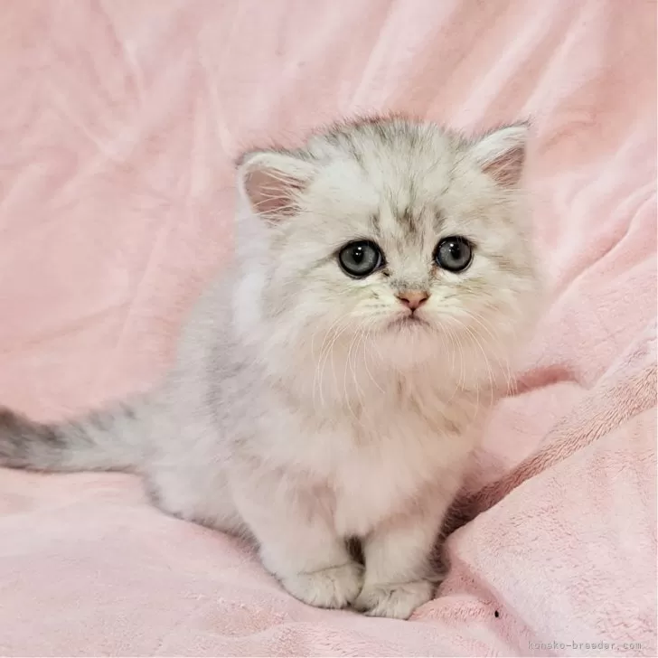 ID:2409-02906の子猫