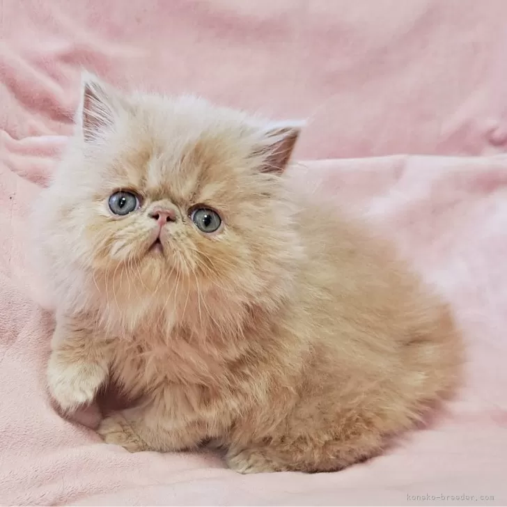 ID:2312-02311の子猫