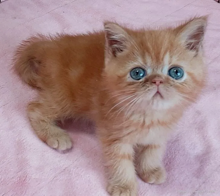 ID:2107-00464の子猫
