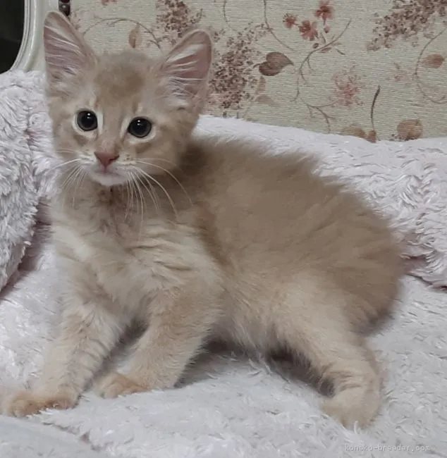 ID：2007-00152の子猫