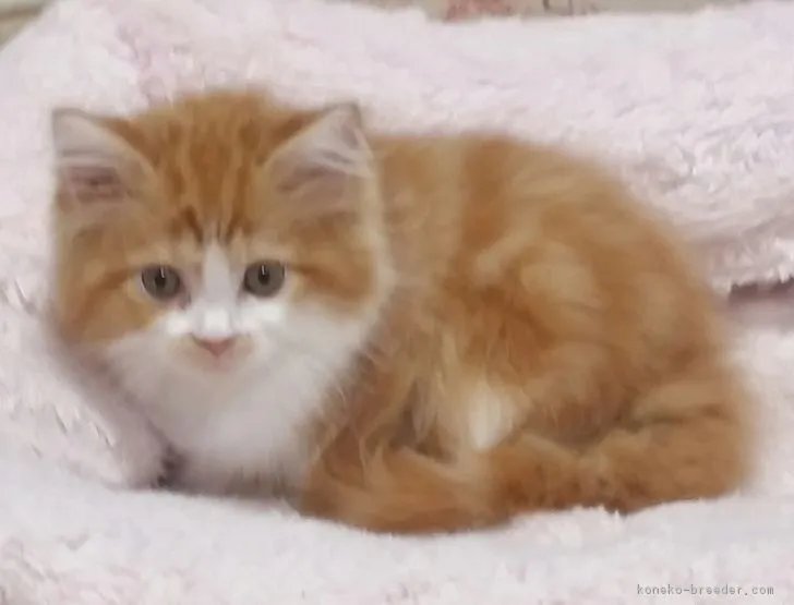 ID:1809-00689の子猫