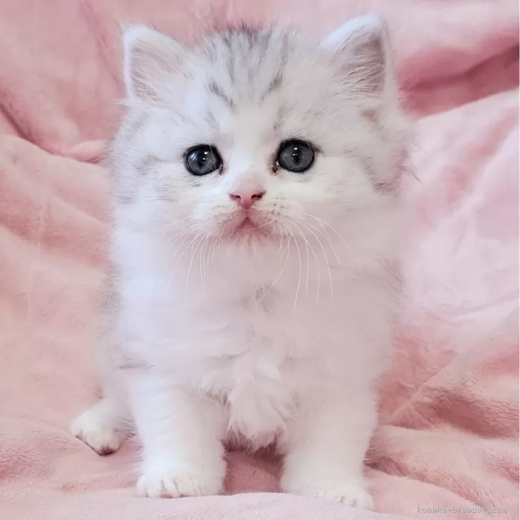 ID:2404-00728の子猫