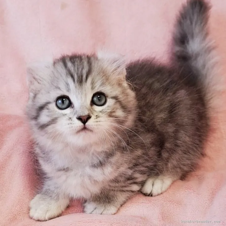 ID:2308-00614の子猫