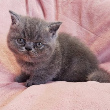 エキゾチックショートヘア【茨城県・男の子・2024年7月26日・ブルータビー】の写真「可愛い💓」