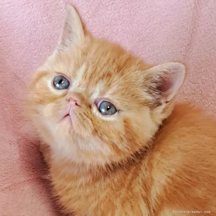 チョコチップ 様のお迎えした子猫