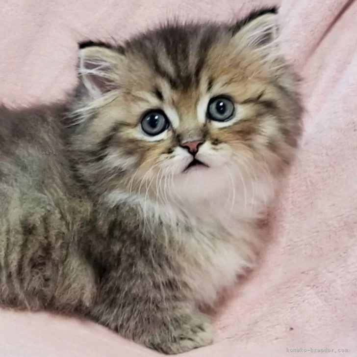 ID:2504-02335の子猫