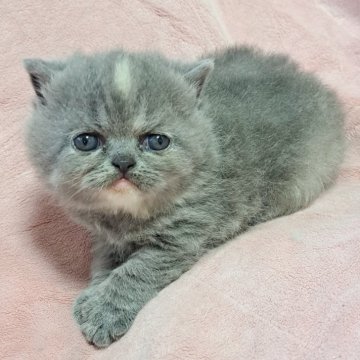 エキゾチックショートヘア【茨城県・女の子・2025年3月15日・ブルーパッチドタビー】の写真「可愛い🥰」