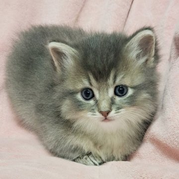 マンチカン(短足)【茨城県・男の子・2024年12月15日・ブルータビー】の写真「超短足ちゃん🥰
神秘的な毛色です💮」