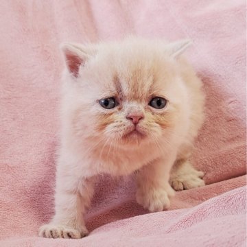 エキゾチックショートヘア【茨城県・男の子・2025年3月14日・クリームタビー】の写真「可愛い🥰」