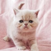 エキゾチックショートヘア