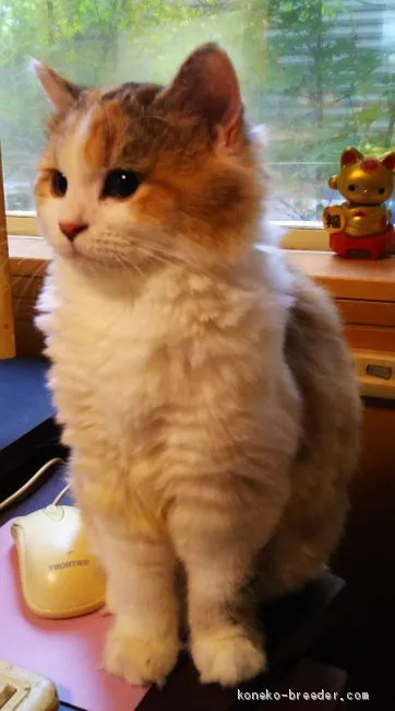 ID:1905-00083の子猫