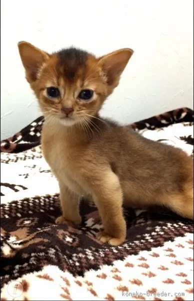 ID:1509-00197の子猫