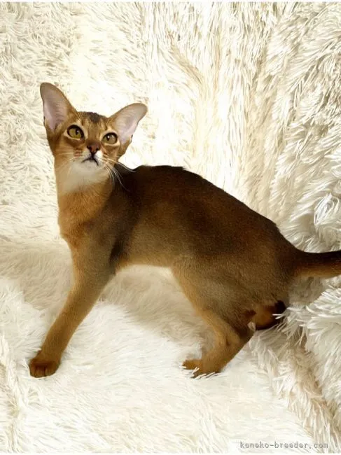 ID:2107-00298の子猫