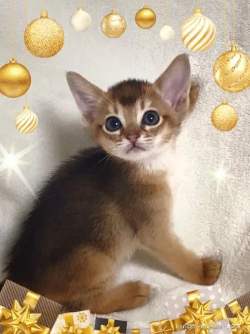 ID:2112-00255の子猫