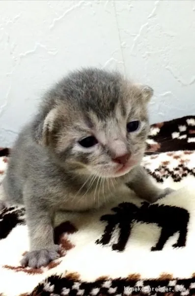 ID:1510-00023の子猫