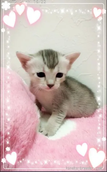 ID:1510-00585の子猫