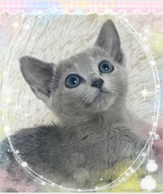 ID:2109-00632の子猫